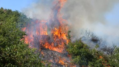 Çalakvanên Efrînê: Çend roj in dar û daristanê Efrînê tên şewitandin