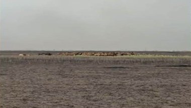 Halepçe'de tarlada çıkan yangında 300 hayvan telef oldu