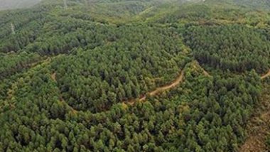 Siirt'te ormanlık alanlara giriş yasağı