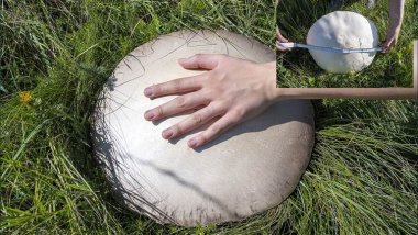 Kars'ta yağışların ardından "dev mantar"lar oluştu