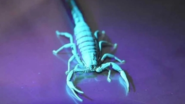 Şırnak'ta bulunan yeni akrep türüne 'Karakurdi' adı verildi