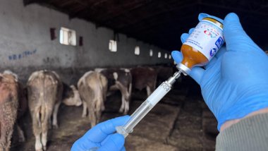 Hakkari'de 'şap' karantinası