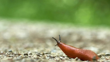 Zehirli hayvan kavramı değişiyor, salyangozlar yılanlarla aynı sınıfa giriyor