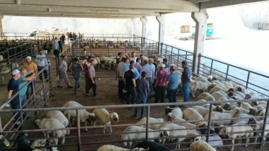 81 ilde tüm hayvan pazarları acil koduyla kapatıldı!