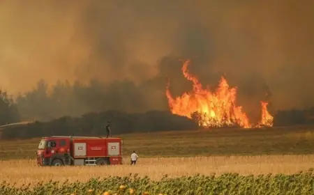 Orman yangınlarıyla ilgili 27 kişi tutuklandı; Bilecik ve İzmir Afet Bölgesi ilan edildi