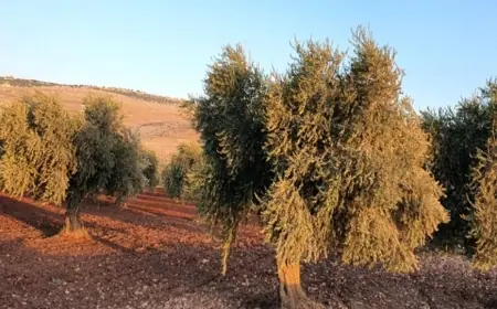 Afrin'de silahlı gruplar zeytin üreticilerinden haraç istiyor