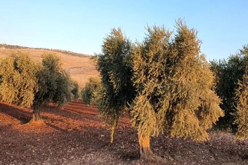 Afrin'de silahlı gruplar zeytin üreticilerinden haraç istiyor