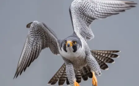 Kürdistan’da 1 milyon dolarlık şahinin öldürülmesi soruşturma başlattı