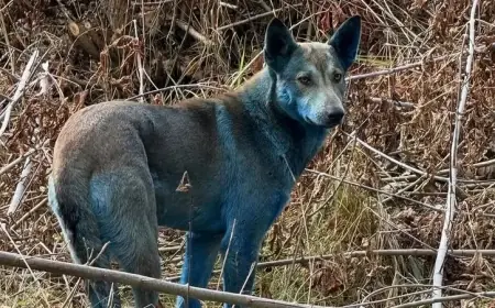 Çernobil’de 'mavi köpekler' tartışma yarattı