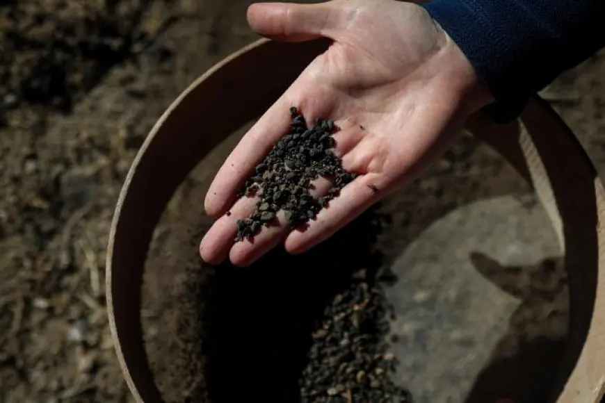 Van'da 5 bin yıllık arpa taneleri bulundu