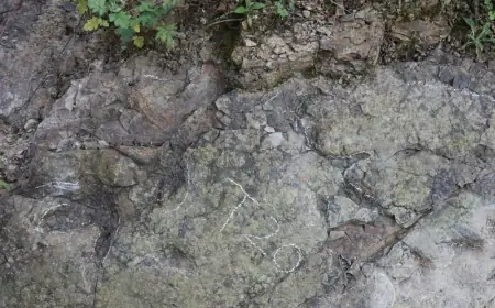 Çin'de yaklaşık 200 milyon yıl öncesine ait dinozor ayak izleri bulundu