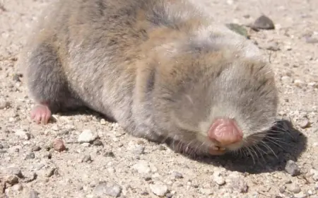 Kürtlerin ‘Mişkê Kor’u Bilimle Tanıştı