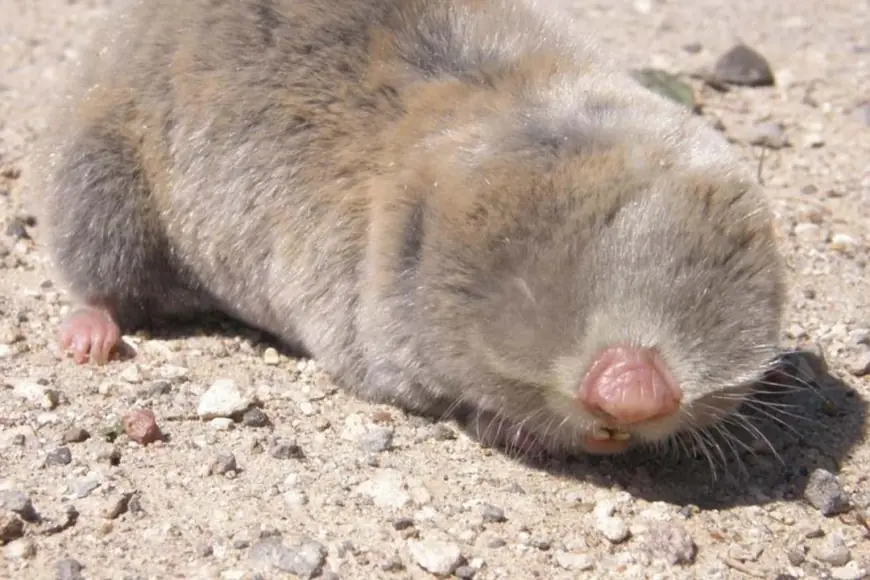 Kürtlerin ‘Mişkê Kor’u Bilimle Tanıştı