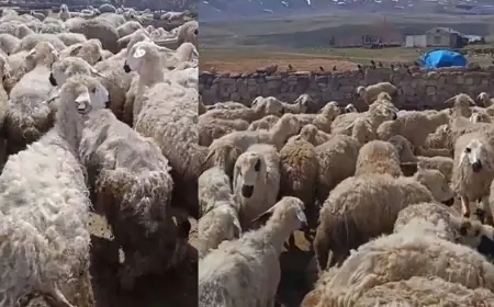 'Kars’ta koyunlar birbirini yemeye başladı' iddiası: Bakanlıktan açıklama