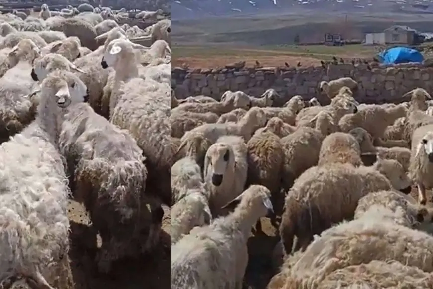 'Kars’ta koyunlar birbirini yemeye başladı' iddiası: Bakanlıktan açıklama