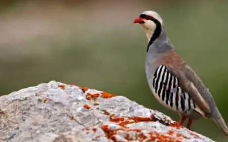 Kürd Halkını Kafesteki Kekliğe Benzetmek Avcıların Diğer Keklikleri Avlamak İçin Kurdukları Tuzaklarla Dolu Bir Benzetdir....