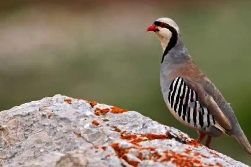 Kürd Halkını Kafesteki Kekliğe Benzetmek Avcıların Diğer Keklikleri Avlamak İçin Kurdukları Tuzaklarla Dolu Bir Benzetdir....