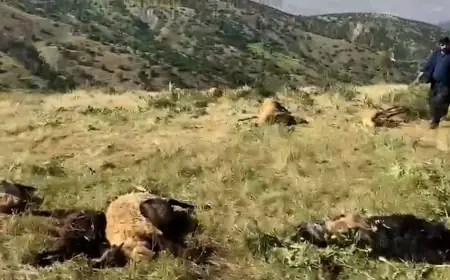 Bitlis'te korucuların saldırısı: Koyunlar katledildi, köylüler tehdit edildi