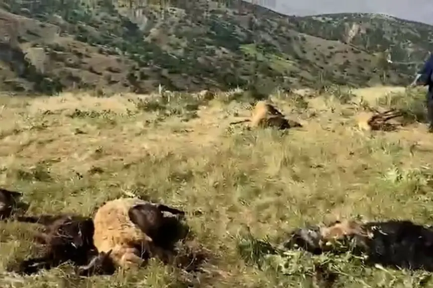Bitlis'te korucuların saldırısı: Koyunlar katledildi, köylüler tehdit edildi