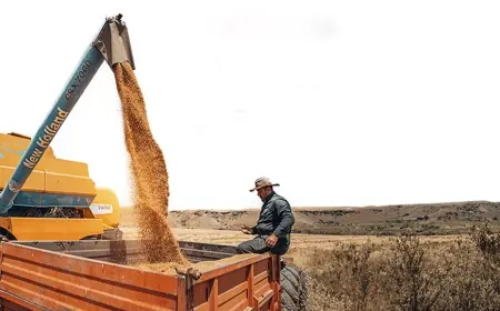 Kürdistan buğdayı dünya pazarına açılıyor: 11 şirket ihracat için başvurdu