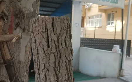 Pirtûka Kurdî li ser Trendyolê ducare dest bi firotinê kir