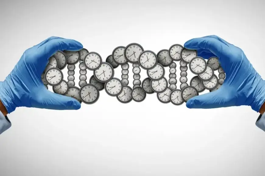 Bilim insanları 80 yaşındaki hücreleri moleküler olarak gençleştirdi