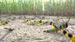 Hejmarek mezin ji kulehan karê Cotyaran asteng dikin