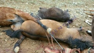 Li Şino 26 hespên kolberên kurd ji aliyê pasdaran ve hatin kuştin 