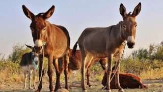 Welatek ker avêtin zindanê...
