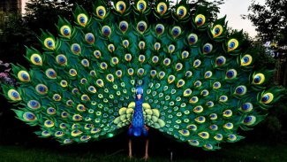 Dr. Halil Savucu: 25 Salvegera Komelayetî li Emmerich