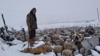 Koçer ji ber barîna berfê li Zozanên Feraşînê asê man