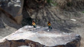 Parka Neteweyî ya Çiyayê Agiriyê biharê bi heywanên curbecur şên dibe