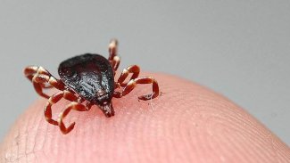 Li Meletiyê şivanê ku bi qijnîkê temas kir, jiyana xwe ji dest da