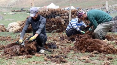 Li zozanên Agiriyê demsala pezbirînê dest pê kir