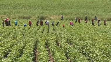 Li Amedê 20 karkerên çandiniyê bi jehrî ketin