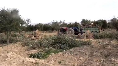 Li Efrînê grûpên ser bi Tirkiyê 115 darên zeytûnan birrîn