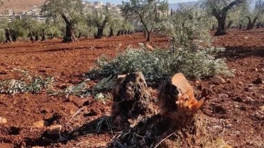 Grûpên çekdaran 340 darên zeytûnan li Efrînê dibirin û didizin