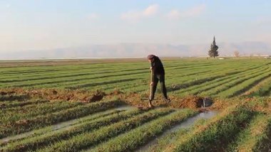 Hişkesaliyê bandoreke nerênî li çandiniya Rojavayê Kurdistanê kiriye