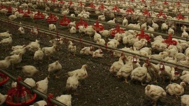 Li du bajarên Tirkiyê şewba çûkan: 6.5 milyon mirîşk hatin jinavbirin