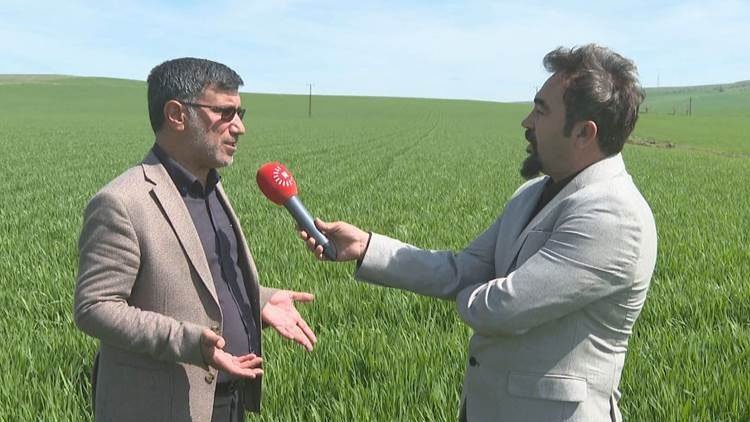 Li Amedê îsal berhemê genim û ceh ji ber baranê baş e