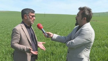 Li Amedê îsal berhemê genim û ceh ji ber baranê baş e