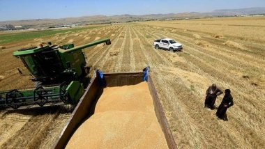 Herêma Kurdistanê ji îro ve dest bi kirîna genim ji cotkaran dike