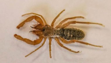 Li Colemêrgê cureyeka nû ya pîrhebokan hat dîtin