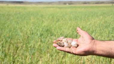 Li Rihayê zîpikê zerar da 12 hezar donim erd