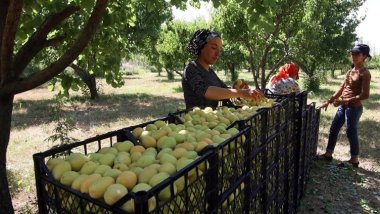 Li Îdirê 45 hezar ton mişmiş hat berhevkirin