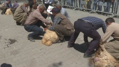 Li Şirnexê Festîvala Berxbirînê hat lidarxistin