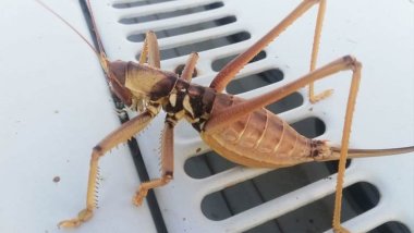 Li Êlihê kûliyên goştxwir hatin dîtin