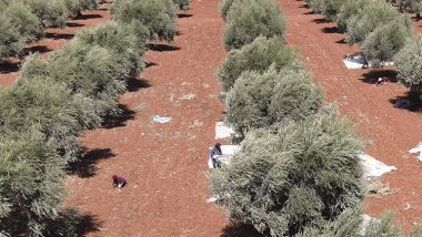 Efrîn: Grûpên Çekdar bacê li ser darekê zeytûnê distînin