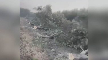 Ji dagirkirina Efrînê ve darzeytûn bê navber têne birîn