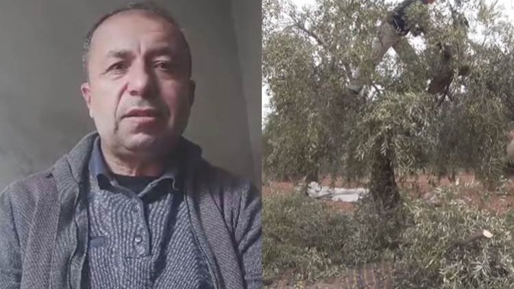 Li Efrînê baca li ser cotkarên Kurd hatiye zêdekirin: ‘Her kesî çav û guhên xwe girtine’